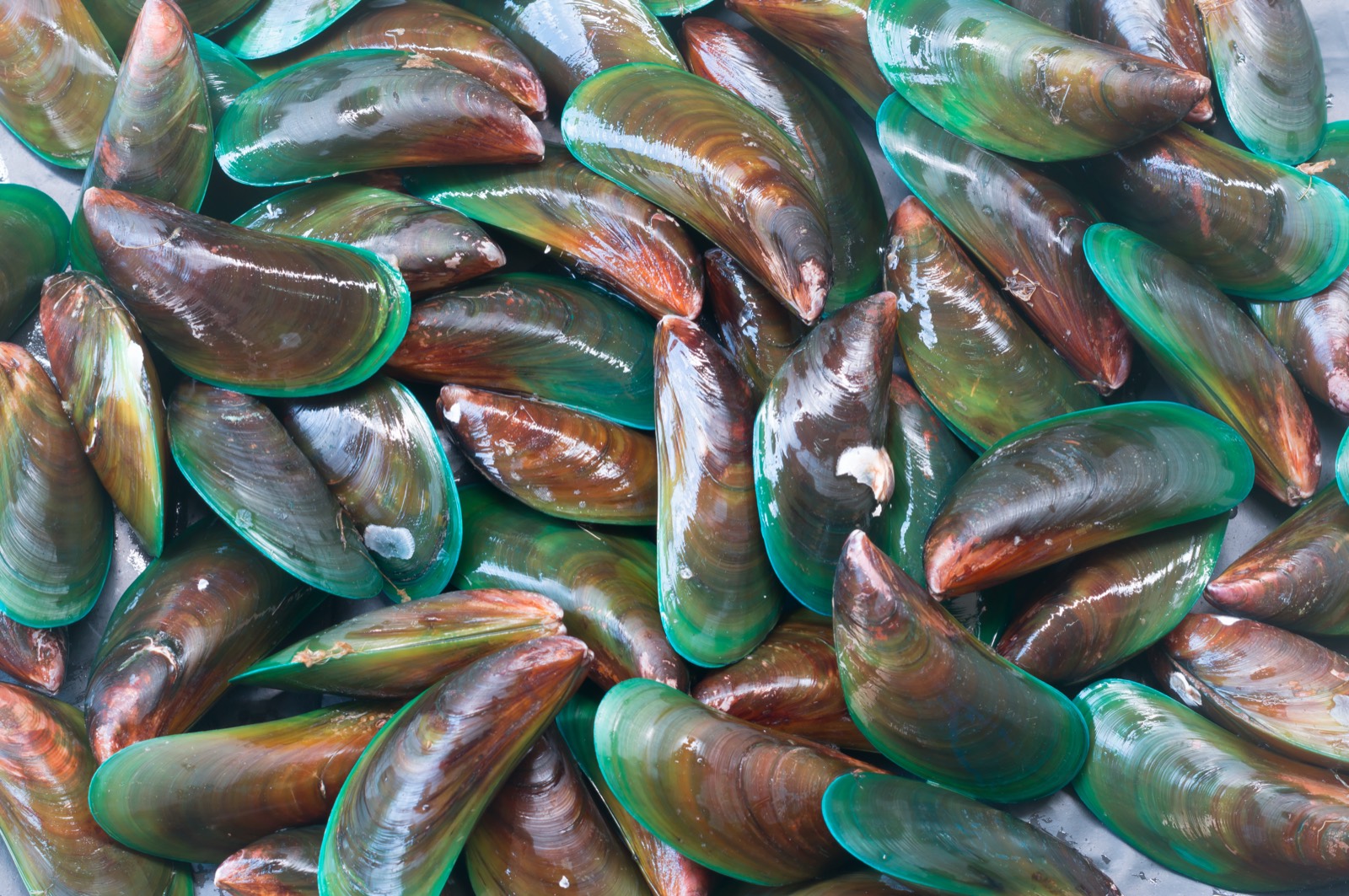 Grünlippmuscheln aus Neuseeland